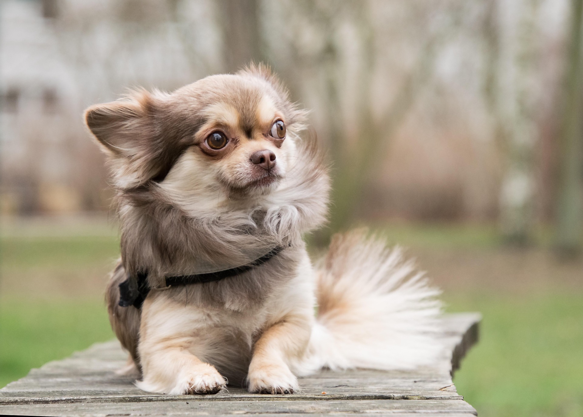 Chihuahua