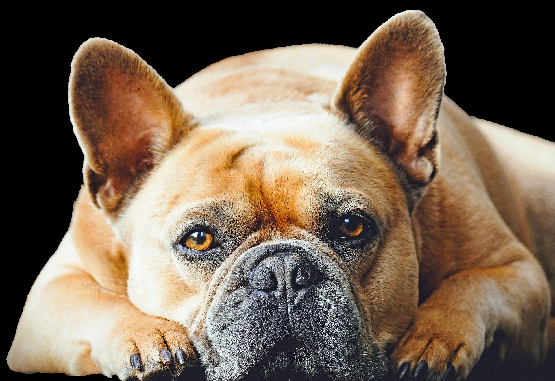 Französische Bulldogge