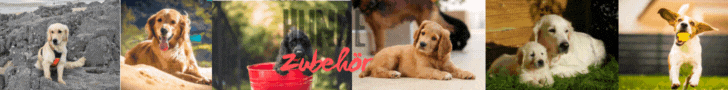 Hunde Zubehör Banner