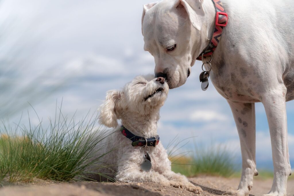 Hunde Züchter und Tierheim